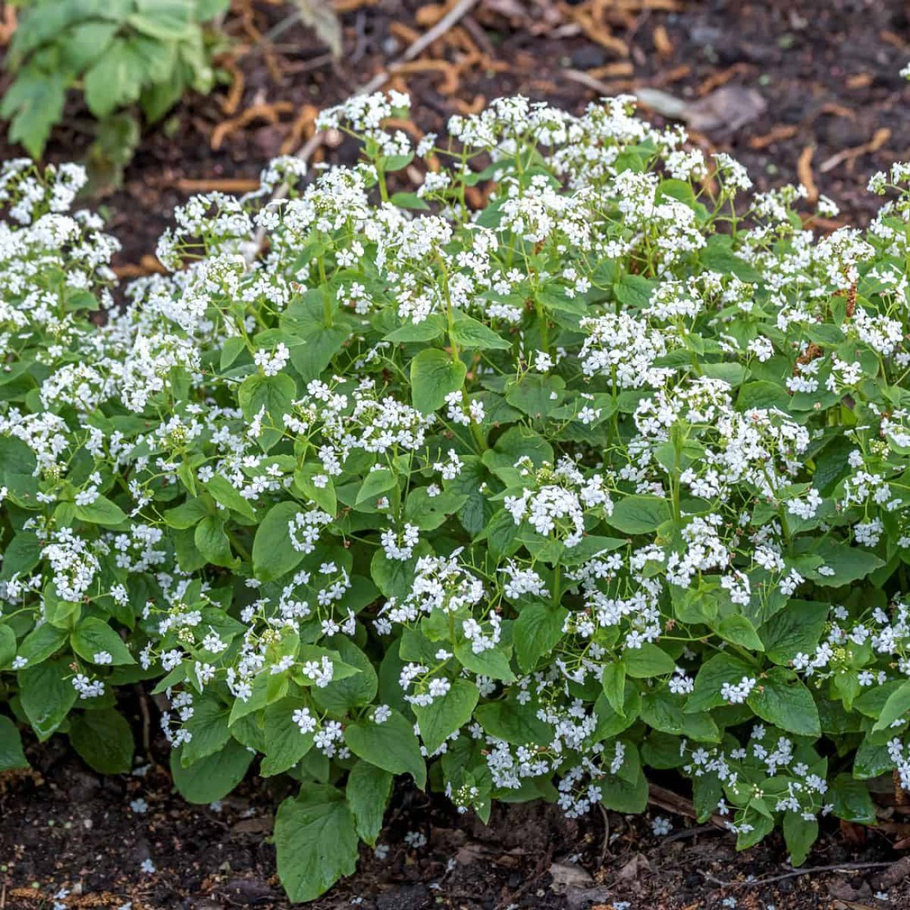 Obrázok Brunera veľkolistá (Brunnera macrophylla) ´BETTY BOWRING´ - kont. C1L